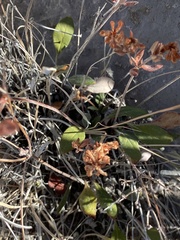 Eriogonum wootonii