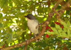 Microspingus cinereus
