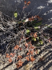 Eriogonum wootonii
