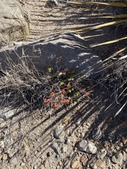 Eriogonum wootonii