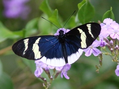 Heliconius eleuchia