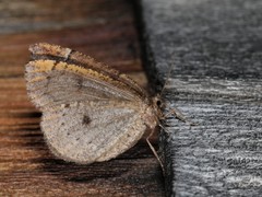 Spodolepis substriataria