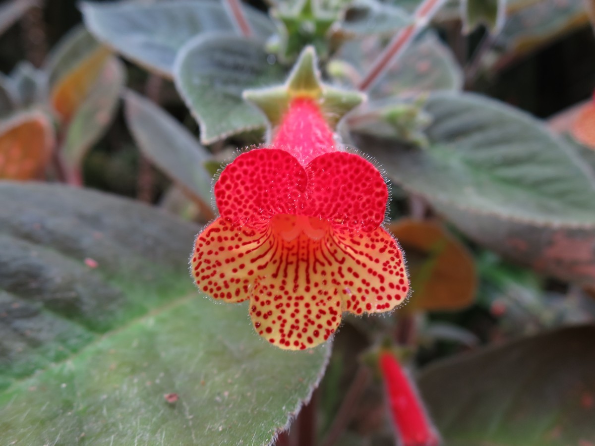 Kohleria amabilis var. bogotensis