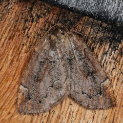 Spodolepis substriataria