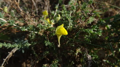 Nanorrhinum heterophyllum