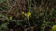 Nanorrhinum heterophyllum