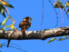 Pachyramphus homochrous