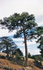 Pinus nigra salzmannii
