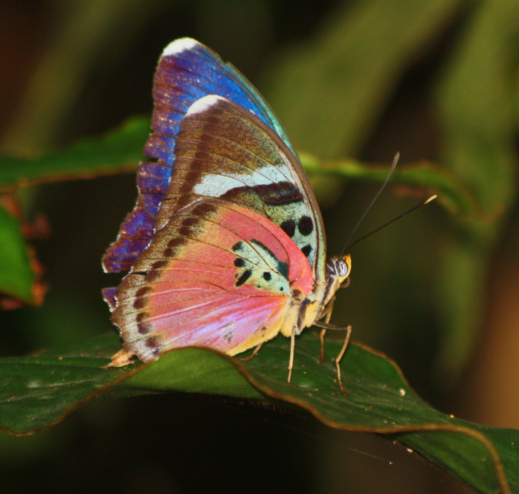 Xypetana