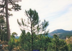 Pinus nigra salzmannii