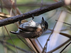 Picumnus squamulatus