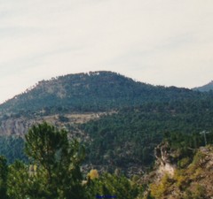 Pinus nigra salzmannii