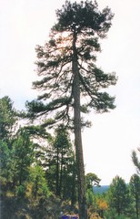 Pinus nigra salzmannii