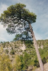 Pinus nigra salzmannii