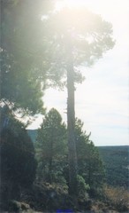Pinus nigra salzmannii