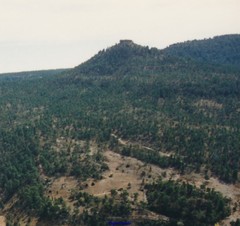 Pinus nigra salzmannii