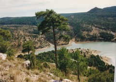 Pinus nigra salzmannii