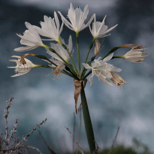 Pancratium image