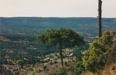 Pinus nigra salzmannii