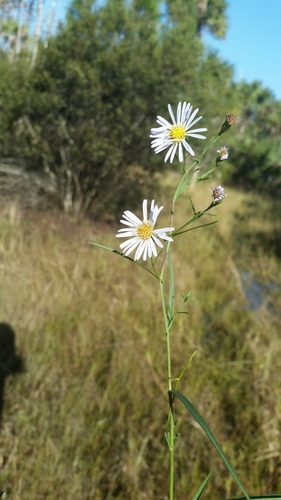 Symphyotrichum simmondsii image