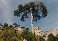 Pinus nigra salzmannii