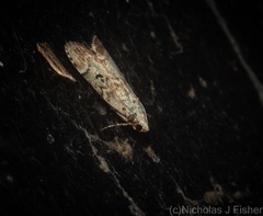 Heteromicta tripartitella