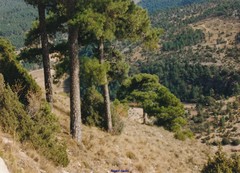 Pinus nigra salzmannii