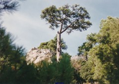 Pinus nigra salzmannii