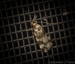 Barea eucapnodes
