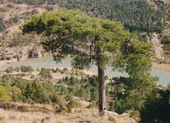 Pinus nigra salzmannii
