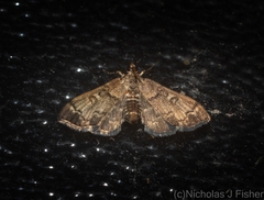 Nacoleia oncophragma
