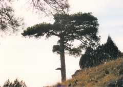 Pinus nigra salzmannii