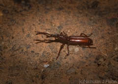 Amorphocephalina