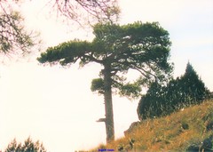 Pinus nigra salzmannii
