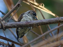 Picumnus squamulatus