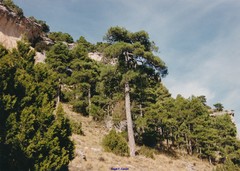 Pinus nigra salzmannii