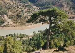 Pinus nigra salzmannii