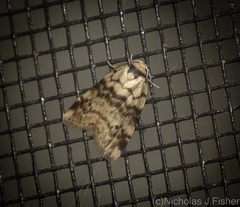 Thallarcha leptographa