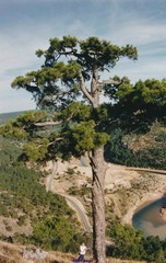 Pinus nigra salzmannii