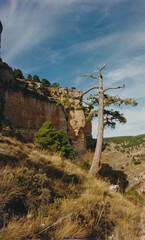 Pinus nigra salzmannii