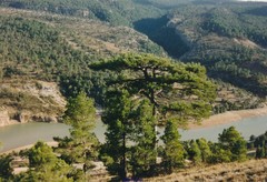 Pinus nigra salzmannii