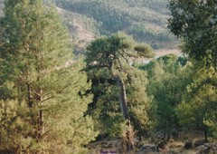 Pinus nigra salzmannii