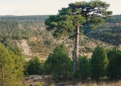 Pinus nigra salzmannii