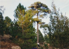 Pinus nigra salzmannii