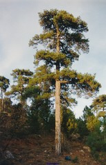 Pinus nigra salzmannii