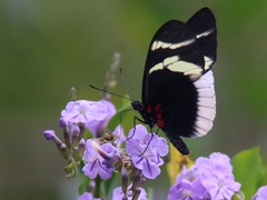 Heliconius eleuchia
