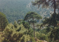 Pinus nigra salzmannii