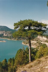 Pinus nigra salzmannii