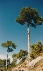 Pinus nigra salzmannii