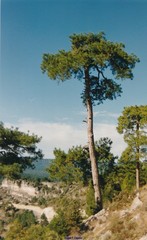 Pinus nigra salzmannii